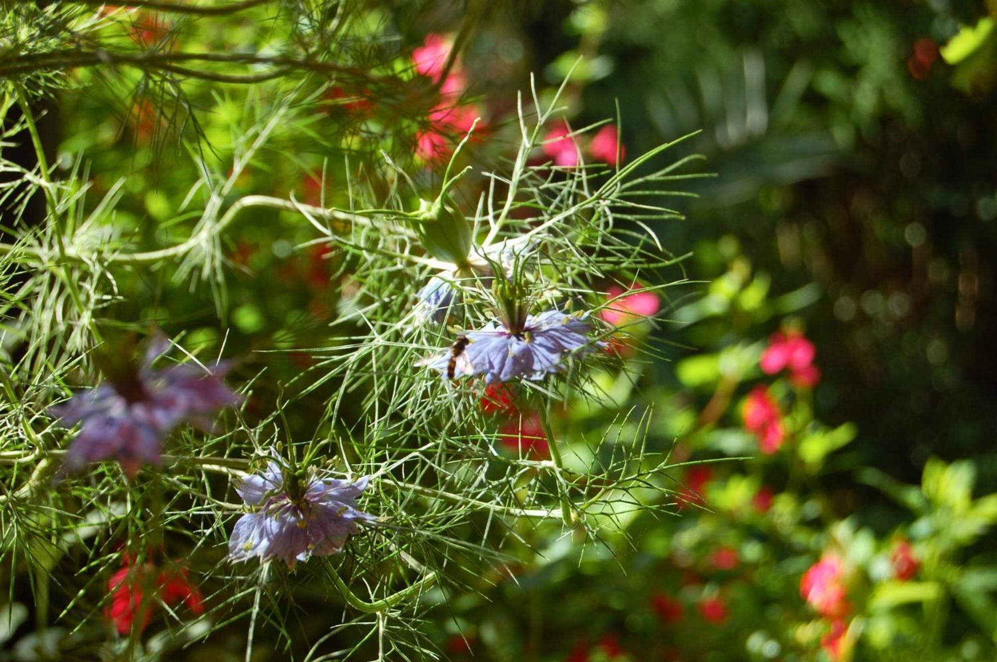 La Bucolique, Chambres Et Jardin D'Hotes Sabran エクステリア 写真